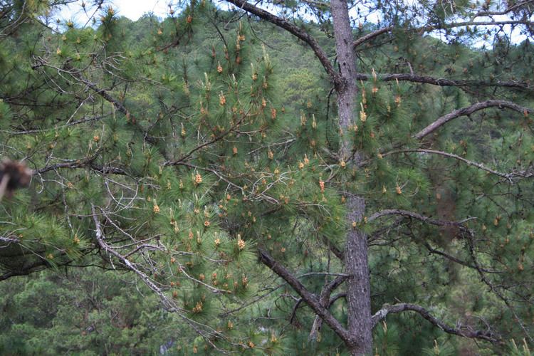 Pinus kesiya Pinus kesiya Pinaceae image 14402 at PhytoImagessiuedu