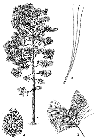 Pinus kesiya Protabase Record