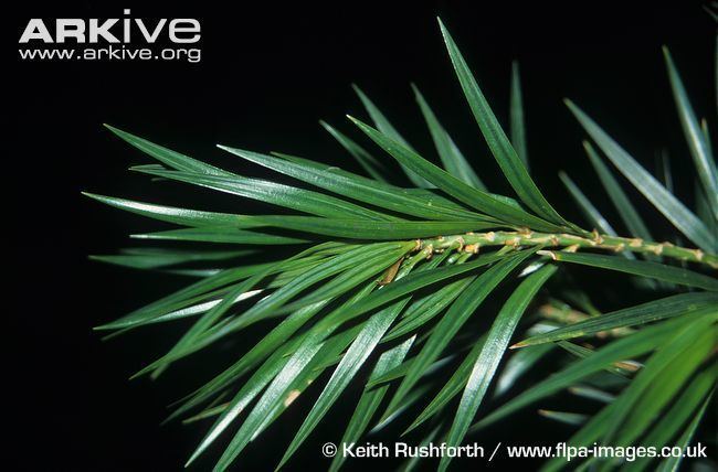 Pinus krempfii Pinus videos photos and facts Pinus krempfii ARKive