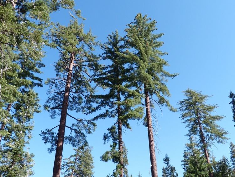 Pinus lambertiana FilePinus lambertiana trees Sequoia NPjpg Wikimedia Commons