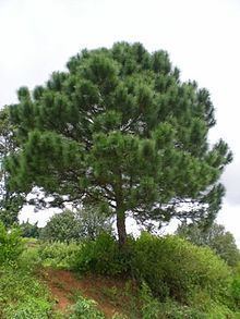Pinus latteri httpsuploadwikimediaorgwikipediacommonsthu