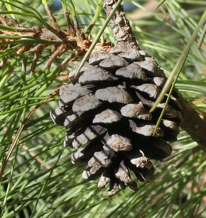 Pinus lawsonii Pinus lawsonii pino ortigillo description The Gymnosperm Database