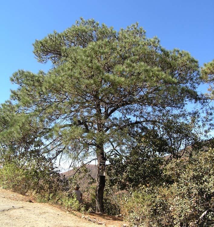 Pinus lawsonii Pinus lawsonii pino ortigillo description The Gymnosperm Database