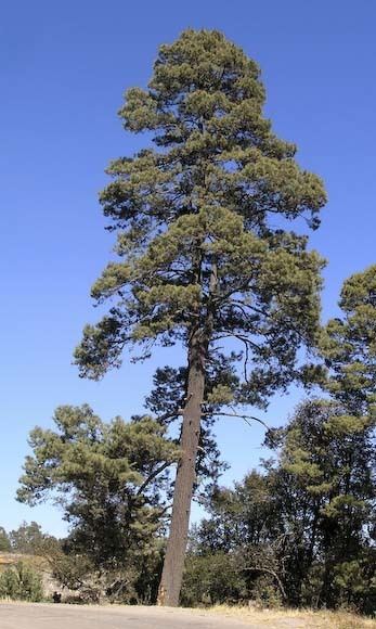 Pinus leiophylla wwwconifersorgpipilleiophylla04jpg