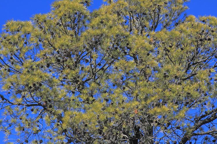 Pinus leiophylla Vascular Plants of the Gila Wilderness Pinus leiophylla var