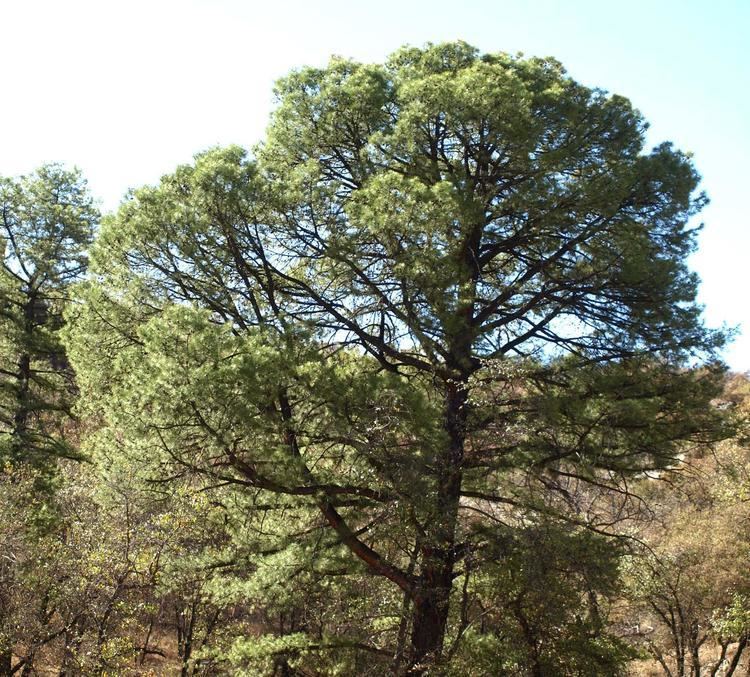 Pinus leiophylla SEINet Arizona Chapter Pinus leiophylla var chihuahuana