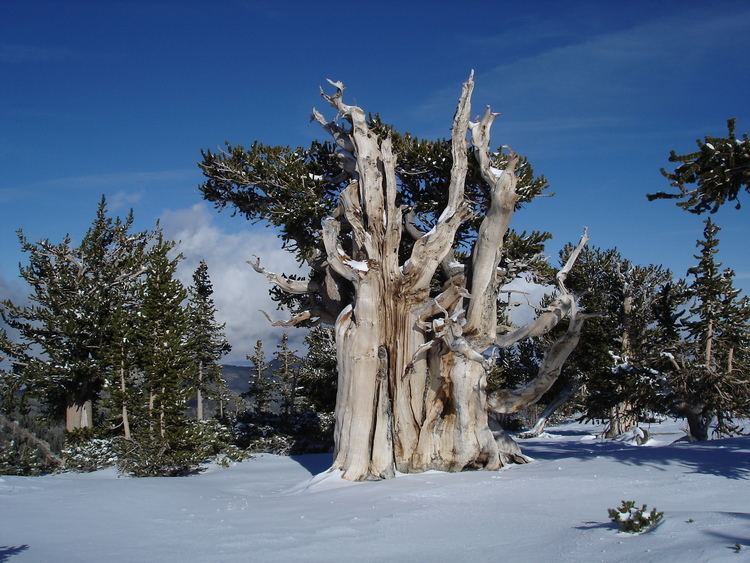 Pinus longaeva Pinus longaeva Wikimedia Commons