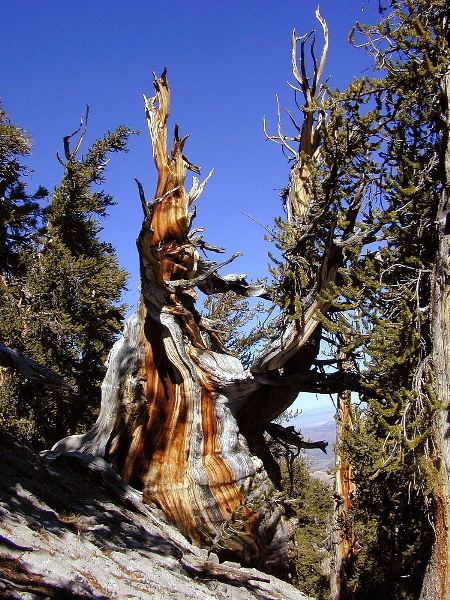 Pinus longaeva Pinus longaeva Great Basin bristlecone pine description The