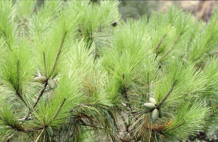Pinus luchuensis Pinus luchuensis in KMNP Kinmen National Park Digital Archives