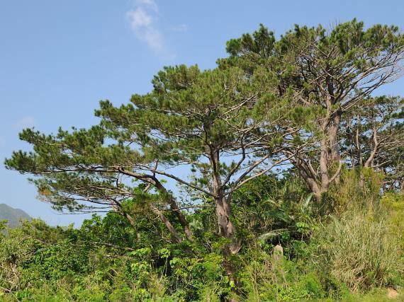 Pinus luchuensis BOTANYcz PINUS LUCHUENSIS Mayr borovice rjkjsk borovica