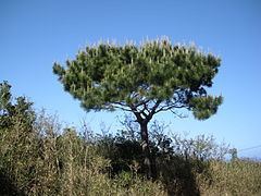 Pinus luchuensis httpsuploadwikimediaorgwikipediacommonsthu