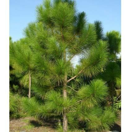 Pinus massoniana Pinus massoniana ZHONG WEI Horticultural Products CompanyTOP