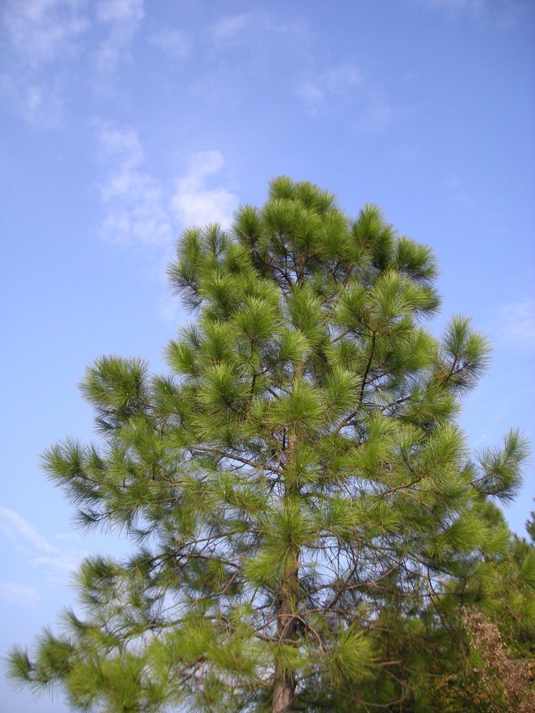 Pinus massoniana Pinus massoniana Lamb Checklist View