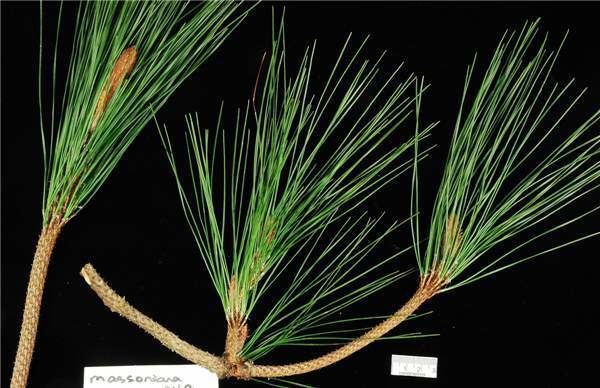 Pinus massoniana Factsheet Pinus massoniana