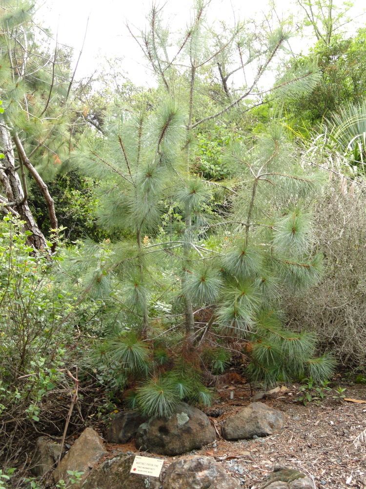 Pinus maximartinezii FilePinus maximartinezii University of California Botanical