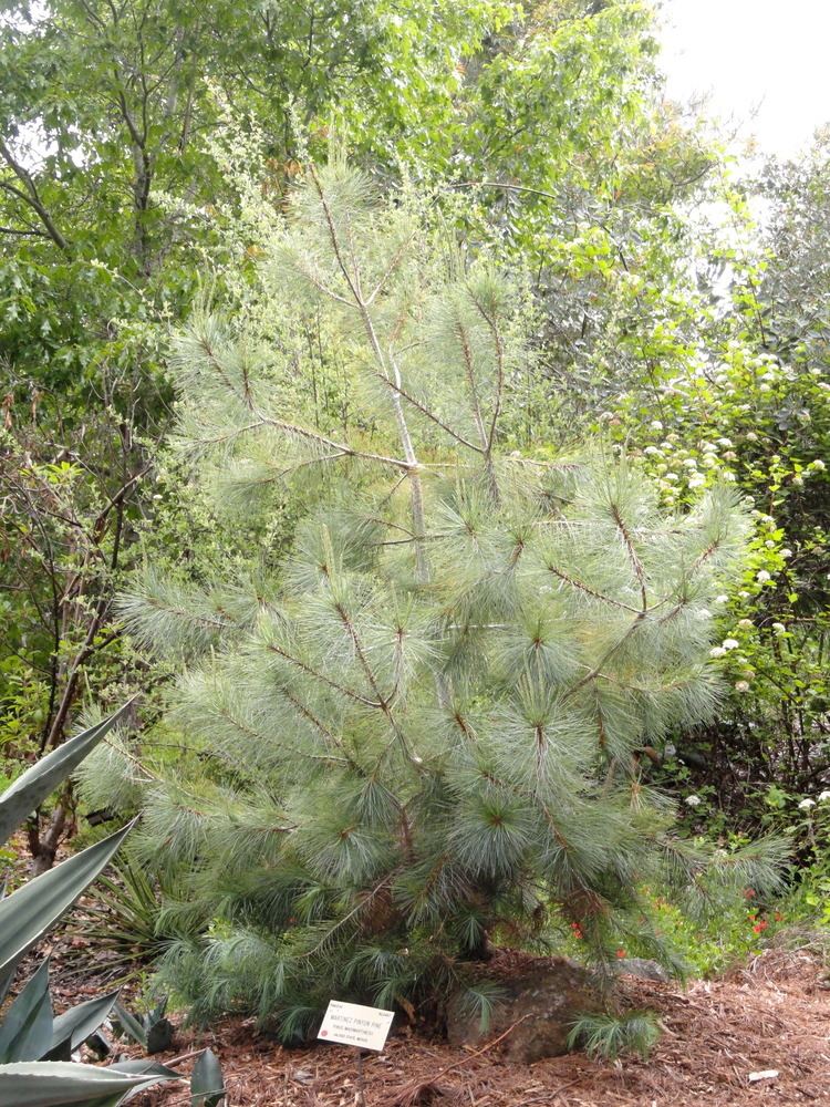 Pinus maximartinezii uploadwikimediaorgwikipediacommons449Pinus