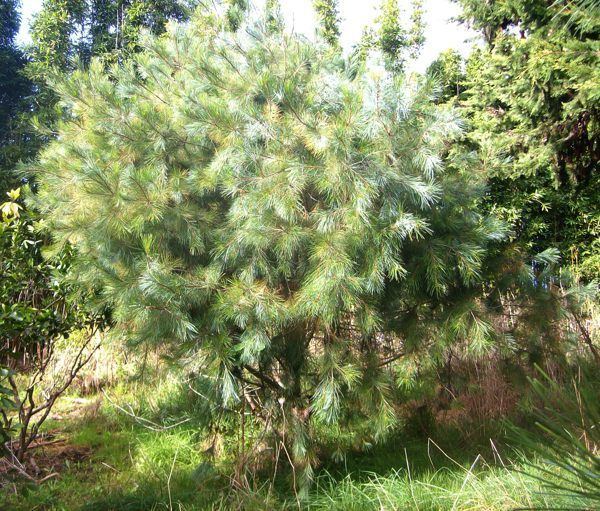 Pinus maximartinezii Pine Nut Pinus maximartinezii