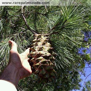 Pinus maximartinezii Pinus maximartinezii buy seeds at rarepalmseedscom