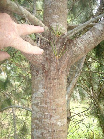 Pinus maximartinezii Pine Nut Pinus maximartinezii