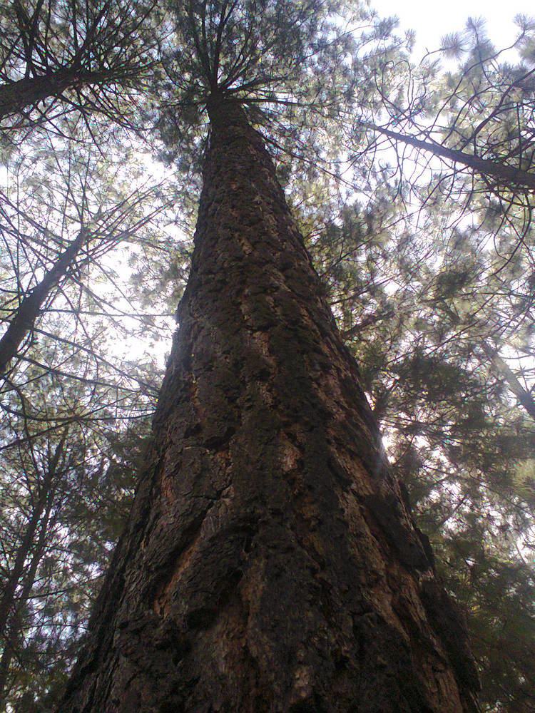 Pinus maximinoi FilePinus maximinoijpg Wikimedia Commons