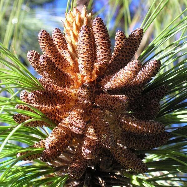 Pinus maximinoi wwwconifersorgpipimmaximinoi07jpg