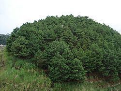 Pinus maximinoi Pinus maximinoi Wikipedia la enciclopedia libre
