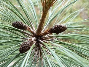 Pinus maximinoi BOLD Systems Taxonomy Browser Pinus maximinoi species