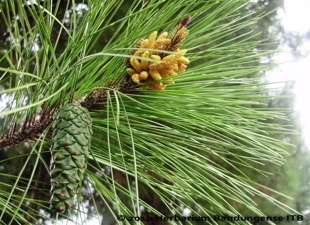 Pinus merkusii Biologi menjadi sebab kita bisa selalu bertafakkur Deskripsi
