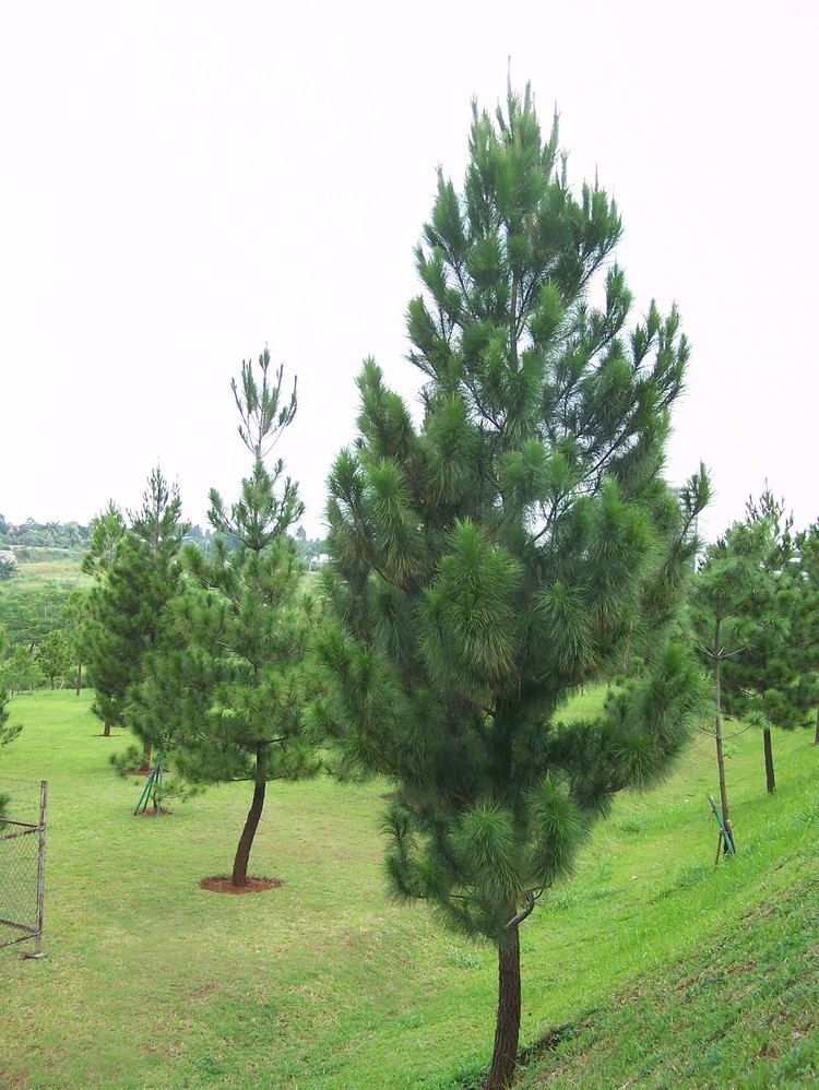 Pinus merkusii Tusam Sumatera Wikipedia bahasa Indonesia ensiklopedia bebas