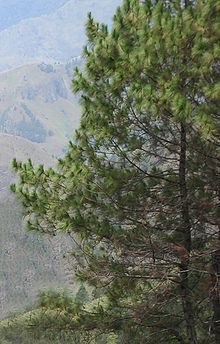 Pinus merkusii httpsuploadwikimediaorgwikipediacommonsthu