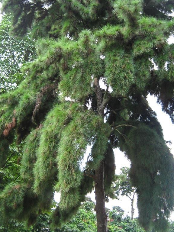 Pinus merkusii Pinus merkusii Thng nhua description The Gymnosperm Database