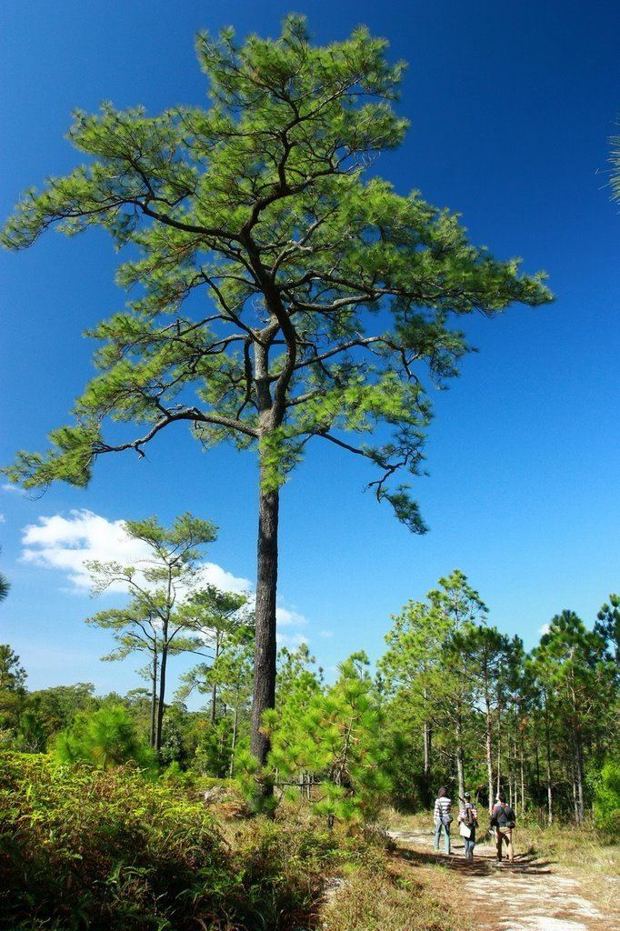 Pinus merkusii Panoramio Photo of Pinus merkusii