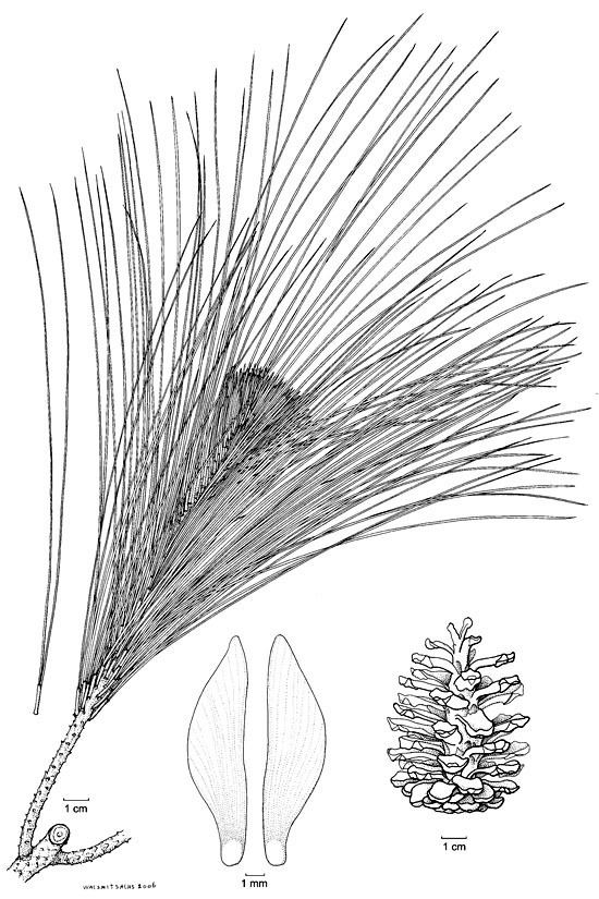 Pinus merkusii Botanical line drawing Pinus merkusii PINACEAE