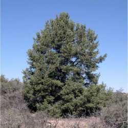 Pinus monophylla SEINet Arizona Chapter Pinus monophylla