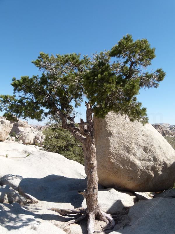 Pinus monophylla Pinus monophylla Pinyon Pine