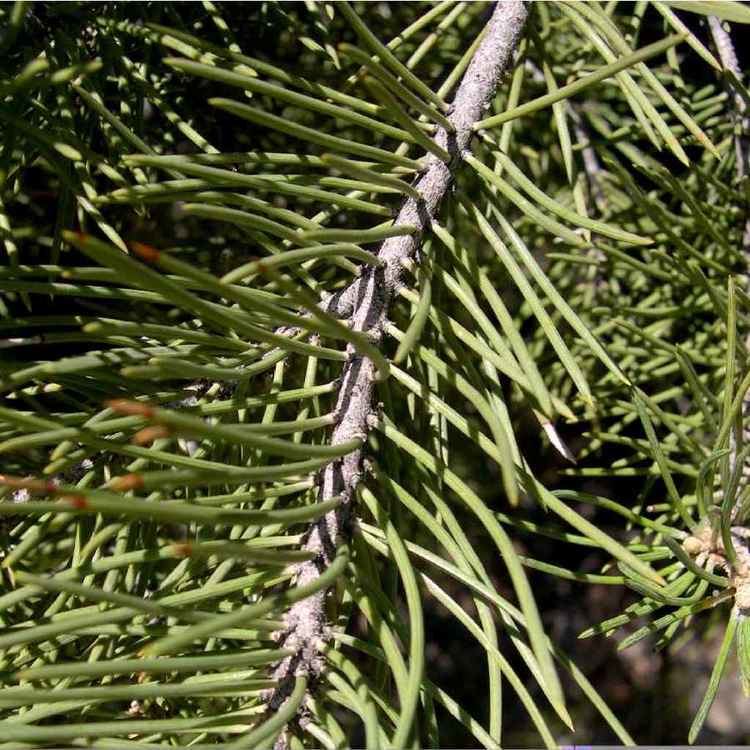 Pinus monophylla SEINet Arizona Chapter Pinus monophylla