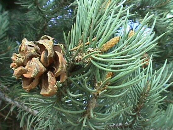 Pinus monophylla UFEI SelecTree A Tree Selection Guide
