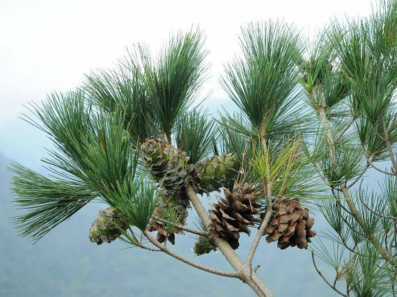 Pinus morrisonicola BOTANYcz PINUS MORRISONICOLA Hayata borovice morrisonsk borovica