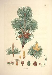 Pinus mugo httpsuploadwikimediaorgwikipediacommonsthu