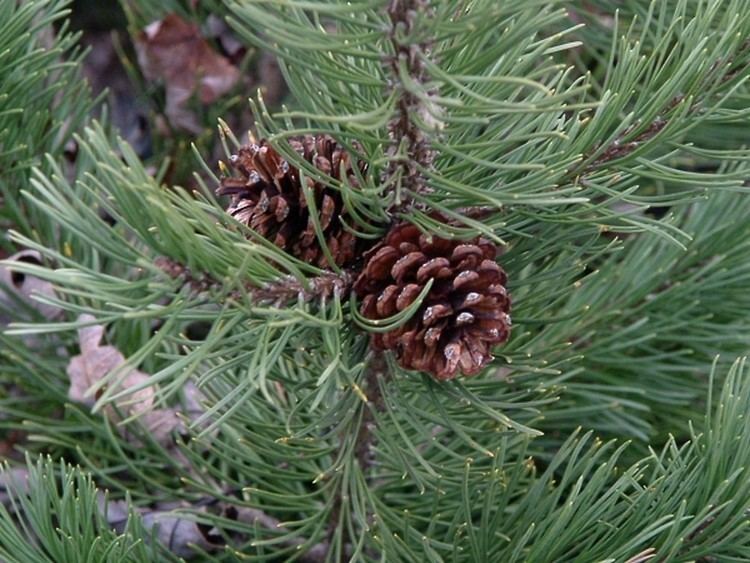 Pinus mugo Pinus mugo Mugo pine Go Botany