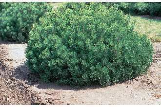 Pinus mugo Plants Profile for Pinus mugo mugo pine