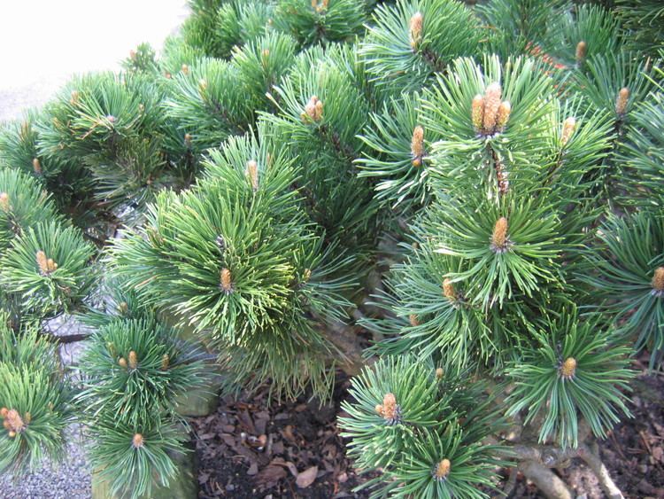 Pinus mugo Pinus Mugo Conifer Mga Centre Groupe