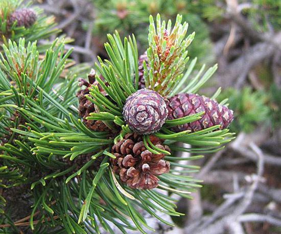 Pinus mugo Pinus mugo EUFORGEN European forest genetic resources programme