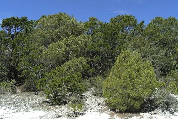 Pinus nelsonii Pinus nelsonii pion de Nelson description The Gymnosperm Database