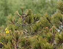 Pinus nelsonii Pinus nelsonii Wikipedia