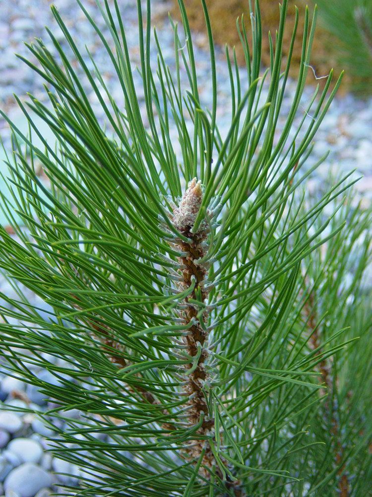 Pinus nigra 1115 Pinus nigra treesandshrubs