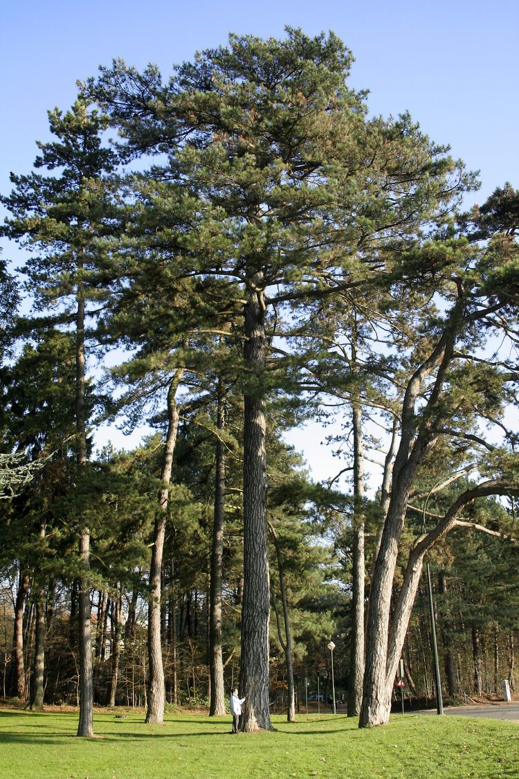 Pinus nigra Pinus nigra Wikiwand