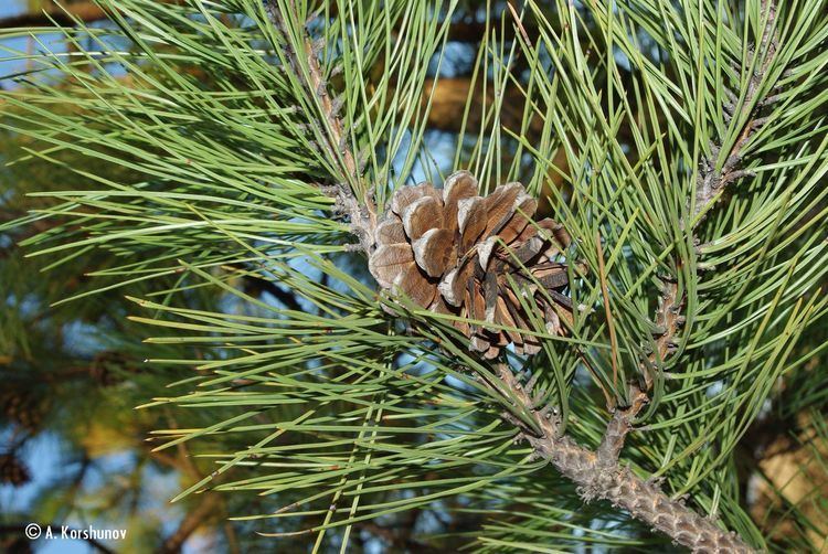 Pinus nigra Life on chalk Austrian Pine Pinus nigra JF Arnold