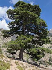 Pinus nigra httpsuploadwikimediaorgwikipediacommonsthu