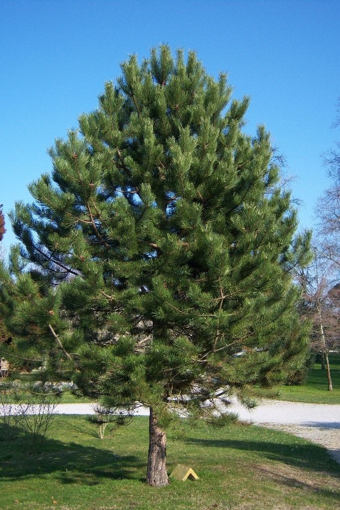 Pinus nigra Austrian Pine Pinus nigra
